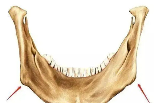 下頜骨結(jié)構(gòu)示意圖