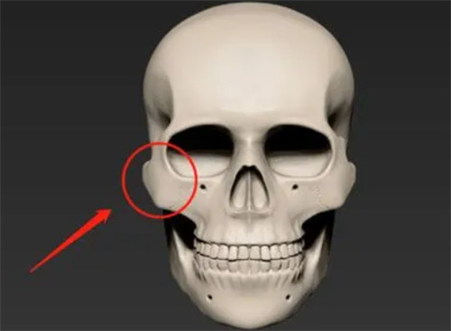 面部骨骼細(xì)節(jié)圖