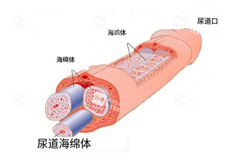 男性海綿體位置圖