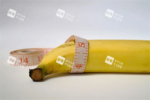 陰莖細香蕉展示圖