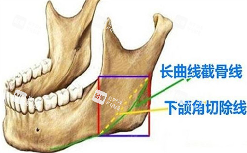 下頜角所在位置