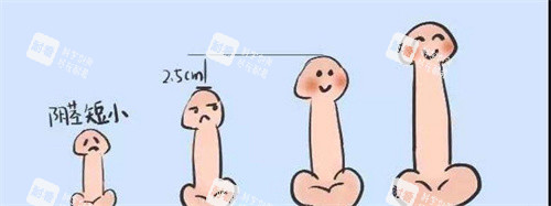 陰莖長度對比動畫圖