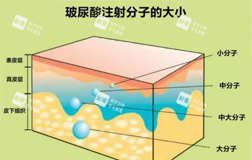 玻尿酸分子大小卡通示意圖