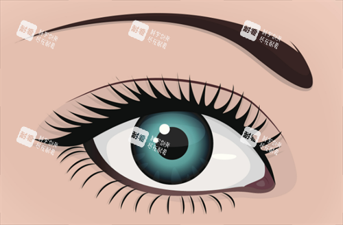 雙眼皮形態(tài)