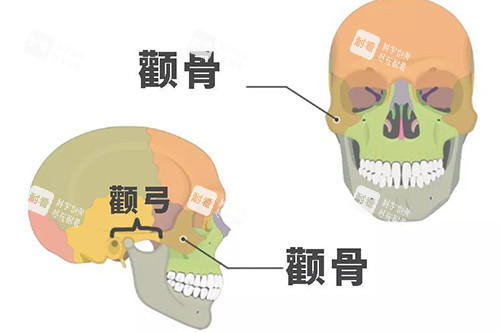顴骨顴弓示意圖