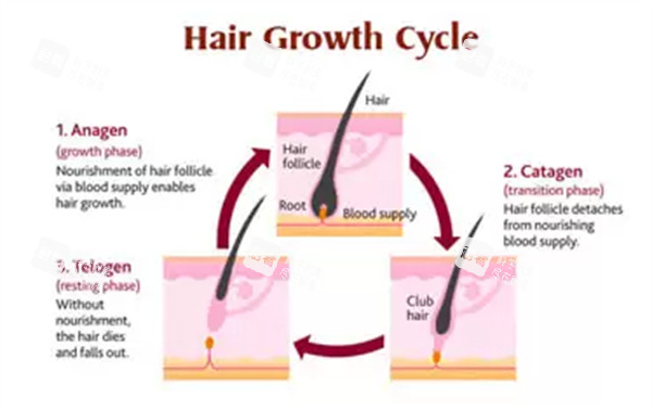 單毛囊移植過程圖片