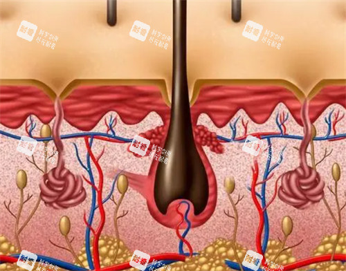 毛囊的生長情況