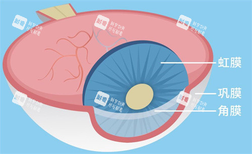 眼球的結(jié)構(gòu)