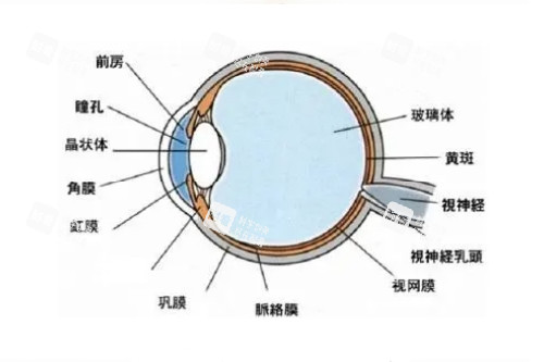 眼球解刨圖