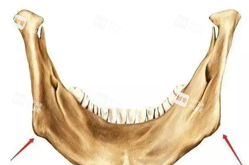 下頜骨結(jié)構(gòu)示意圖