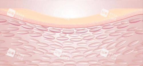 注射前皮膚組織剖面圖