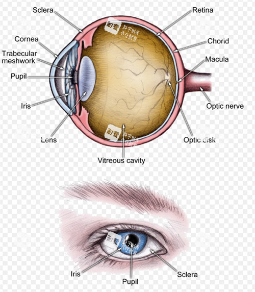 白內(nèi)障眼睛晶體