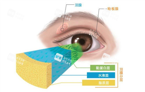 瞼板腺的構(gòu)造