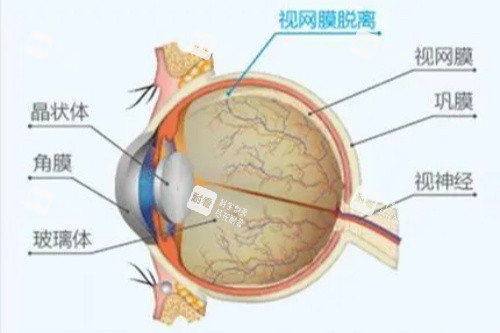 眼睛各部位詳解圖